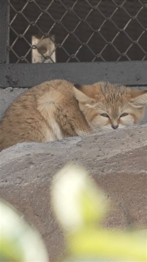 Desert ninjas disguised as house cats 🐈 Just spent time with sand cats at @vantara and I’m convinced these are the most underrated predators on Earth. Everyone sees “cute fluff ball” but these are perfectly engineered survival machines. What “small but deadly” predator has earned your respect? ⬇️ Full video linked in bio! | Forrest Galante