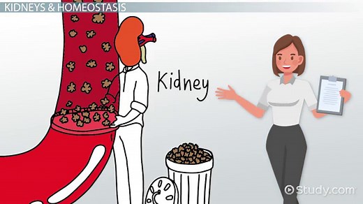 Hormones Involved in Urine Production