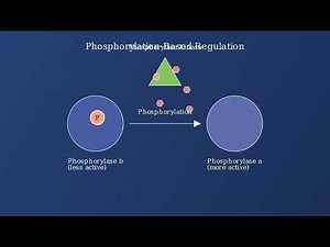 Glycogenolysis – Enzymes, Steps, Regulation, Functions