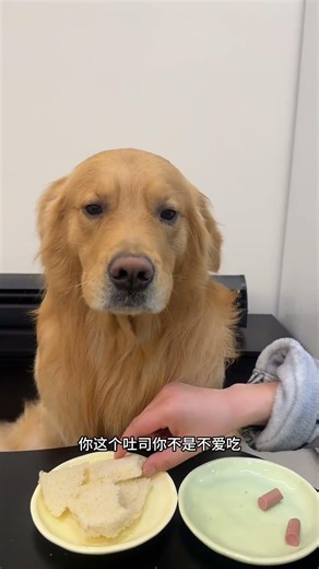 Hilarious Golden Retriever's Laughter Compilation - Unleash Your Laughter