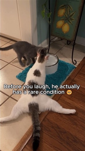 Meet the Sweetest "WOBBLY" Rescue Kitten! 🥺❤️