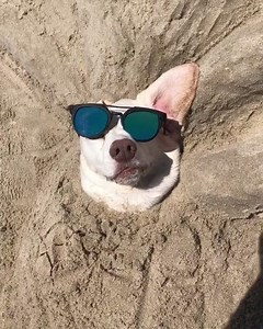 my regal beagle on Reels