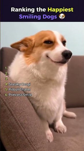 Ranking the Happiest Smiling Dogs! 🐶