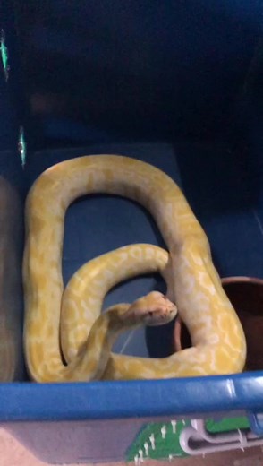 Quil meal 💪🔥❤️ #fyp #fypシ #foryoupage #foryou #burmese #burmesepython #quil #mazuri #feeding #malaysia #thailand #malaysia_tiktok #animals #zoo #i