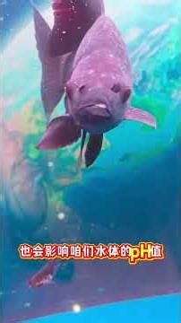 魚缸水質跌酸一招解決 #水族 #養魚經驗分享 #養魚技巧 #觀賞魚