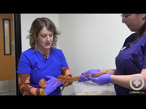 Snake Physical Exam and Restraint