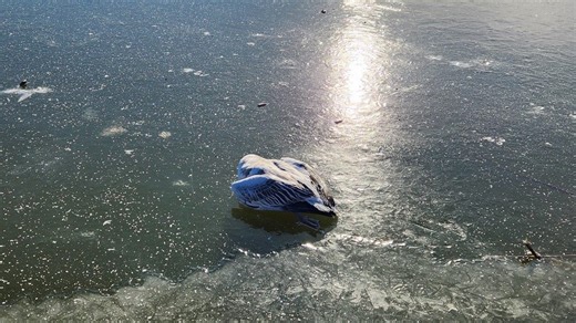 As reports of dying snow geese increase, Pa. Game Commission 'depopulates' some birds