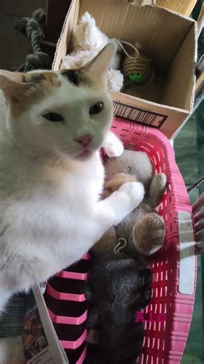 Adure Teddy Alo🥰😻😽😺❤️ #cat #shortsviral @shiulibala