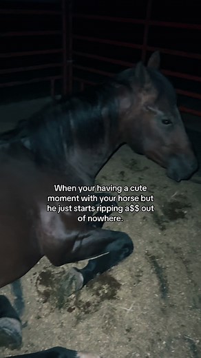 Cute Moment with My Horse Interrupted by Unexpected Fart