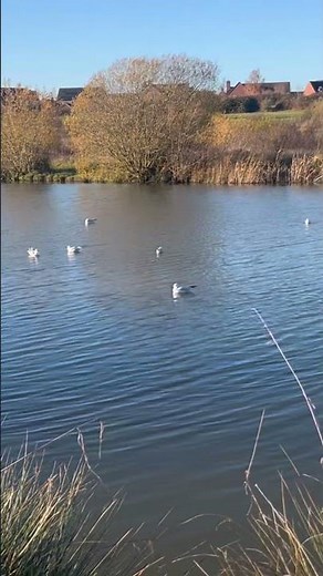 Cambourne nature reserve Cambridgeshire