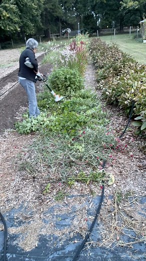 25K views · 946 reactions | Hedge trimmer vs push string trimmer....