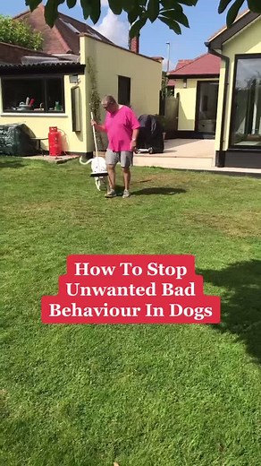 How To Stop Unwanted Behaviour in Boxer Dogs