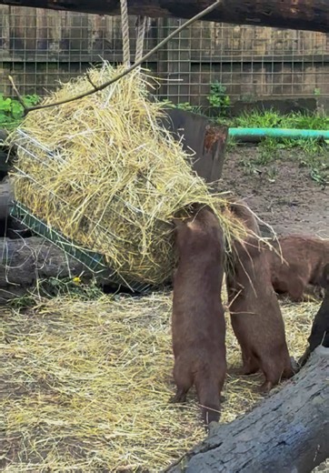 Otters Enjoy Their Morning Shopping for Bedding