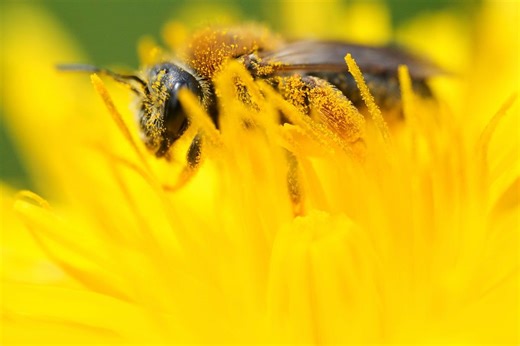 Wild bees and butterflies facing ‘dire’ extinction crisis, study reveals