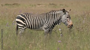 A Cape mountain zebra (Equus zebra) grazing in open grassland, Mountain Zebra National Park, South Africa