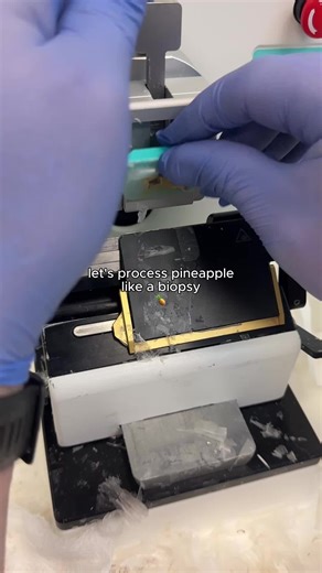 Let’s process pineapple as if it’s a biopsy! We’ll start with grossing, fixation, processing, then head to embedding, cutting, staining, and finally we’ll look at it under the microscope. Fun fact: Pineapples contain an enzyme called bromelain that can break down proteins, which is why fresh pineapple can prevent gelatin from setting and can make your mouth feel tingly. 🍍 Processed on Milestone MAGNUS, embedded on HistoDream EW, cut on HistoDream AM Microtome. #pineapple #foodscience #histology