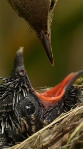 The cunning way a cuckoo chick tricks another species to raise it 🥸