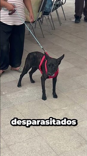 ¿Buscas adoptar un perrito? aquí te decimos cómo y dónde