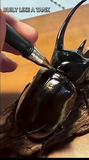 This Beetle Can Lift a Tank 😳 | Rhinoceros Beetle Strength