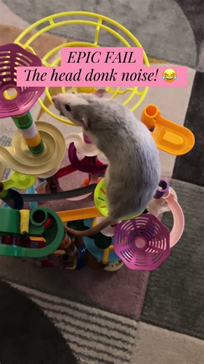 Epic Rat Fail: The Hilarious Head Donk Sound