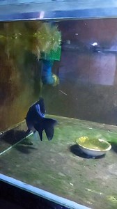 Ranchu Goldfish Tank #bitsnfishes #fishkeeping #goldfish #ranchu | Bits n' Fishes