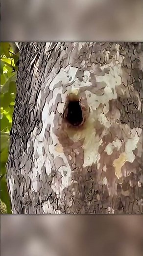 Squirrel Mistakes Beehive for Tree Hollow – Hilarious Fail