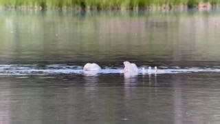 10K views · 425 reactions | Trumpeter swans (Cygnus buccinator) and their five little cygnets as seen through a spotting scope. The largest waterfowl native to North America, trumpeter swans are particularly sensitive to human disturbance, especially when nesting. So please take note of restricted area signs and enjoy from a distance . Learn more at https://www.nps.gov/yell/learn/nature/trumpeter-swan.htm. YF / Ava Glass | Yellowstone Forever | Facebook