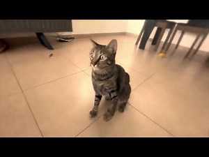 Cats Being Adorable | Relaxing Purring & Funny Moments 😹😹