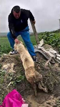 The rescue of a dog from mud.