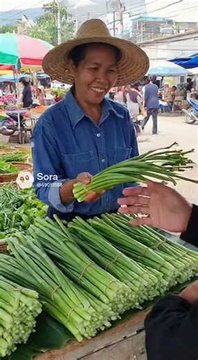 ปลูกผักก้านจอง ปลูกง่าย ขายได้ทุกวัน #ผักก้านจอง