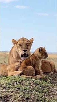 A Tired Mother Lioness Resting with Her Cubs | Serengeti National Park