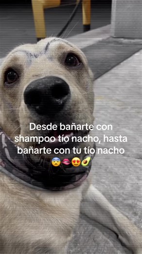 Cómo Bañar a tu Perro con Champú Tío Nacho