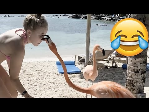 Sometimes Animals Can Be JERKS TOO! Animals Being Jerks || PETASTIC 🐾