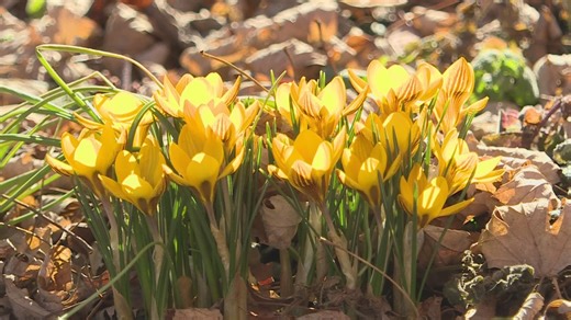 Spring's knocking on the door: Here's how to get your garden started