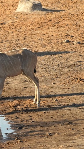 NWR Namibia on Instagram: "Kudus at Etosha National Park in Namibia. #namibia #etosha #kudu #safari #travel #wildlife #traveller #visitnamibia #africansafari #explore #wildlifephotography #madbookings"