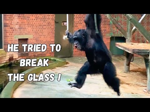 Massive Chimp Unleashes Fury on Glass Window
