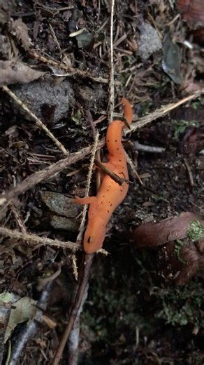 Red eft (aka eastern newt) #nature #animals