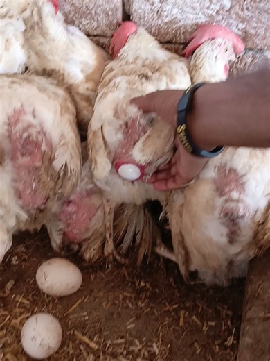 ‏The hen has started laying eggs | chicken laying egg