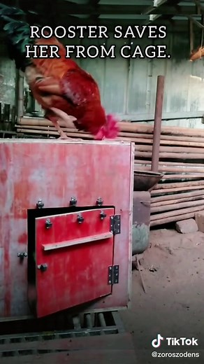 Rooster Rescues Chicken from Cage