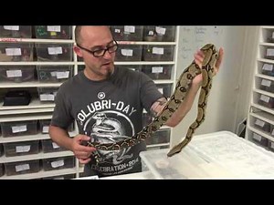 Présentation des différentes localités de Boa constrictor constrictor