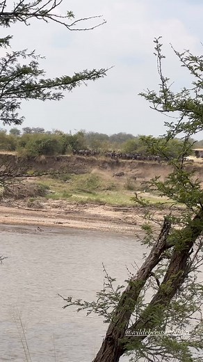 Do you know that the wildebeest crossings 2024 have started? Seems the season has started way earlier than we predicted. They move way very fast and with speed due to rain and food. This sighting was spotted at the number 4 crossing point of the Mara River. Amazing Sighting by @iam_jbway on the 7th of July 2024. www.wildebeestsightings.com #WildebeestSightings #WildebeestSighting #Wildebeest #wildebeestmigration #wildebeestherds #herds #DiscoverAfricaWildlife #Serengeti #serengetinationalpark #s