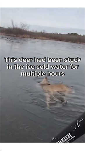This deer had been stuck in the ice cold water for multiple hours... #deer #wildliferescue