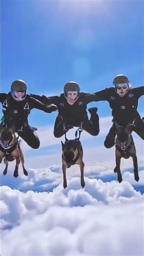 The Selection Process That Breaks 99% of Military Dogs #k9 #military #brutal