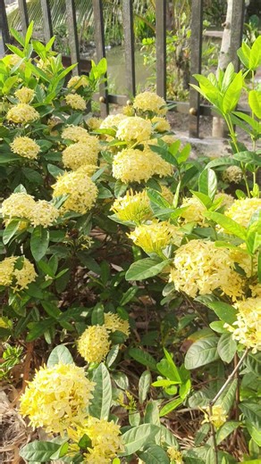 #LIVEIncentiveProgram #LIVEbringFANS #PaidPartnership