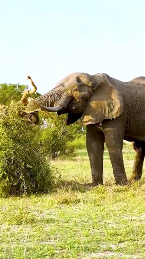 Amazing Elephant Moments Across African Savanna