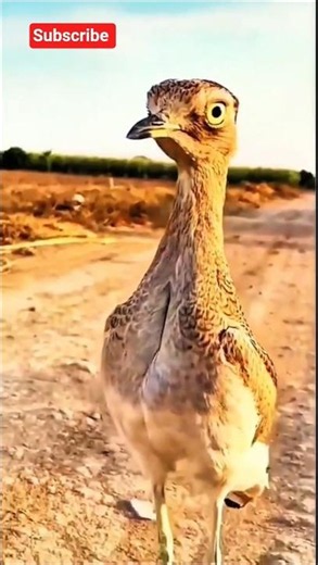 The Desert's Fastest Bird | Amazing Roadrunner Facts #shorts