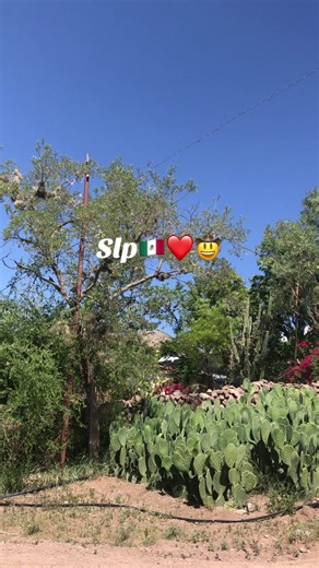 Mi Slp❤️#following #sanluispotosi #fyp #baile #slp