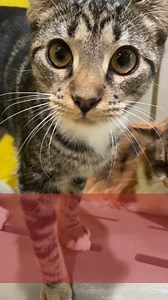 19 reactions | Discover our incredible Mighty Mouser Program!  Looking for skilled outdoor cats? Adopt one today for only $15! Each cat is already spayed/neutered and up to date on vaccinations. And don't worry; we'll provide guidance on acclimating them to your home. #MightyMouserProgram #AdoptACat | Forsyth Humane Society | Facebook