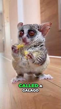Meet the Galago: The Tiny Nocturnal Creature That’ll Melt Your Heart 💕