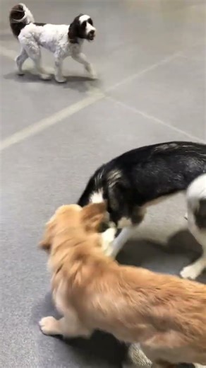 Meet Steven a Siberian Husky currently available for adoption! 9/17/2025 12:48:35 PM